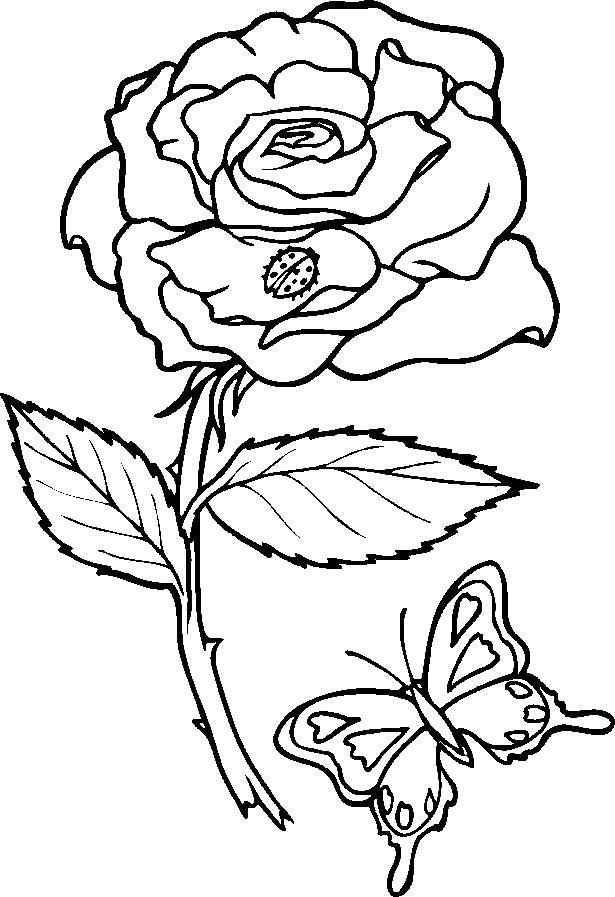 Free Coloring Pages Roses. Rose and Butterfly