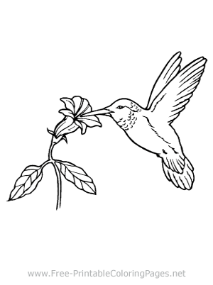 Hummingbird Coloring Page