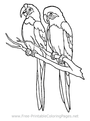 Two Parrots Coloring Page