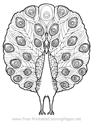 Peacock Coloring Page